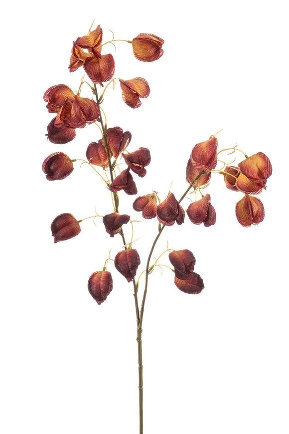 Physalis artificiale - 1 ramo - Bordeaux