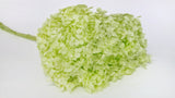 Hortensia stabilisé Anna - 1 tête - Anis