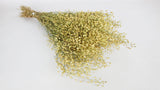 Lepidium Atraxa - 1 botte - Couleur naturelle