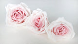 Roses stabilisées Avalanche Earth Matters - 3 têtes - Champagne pink 131