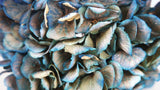 Hortensia séchée - 1 tête - Bleu