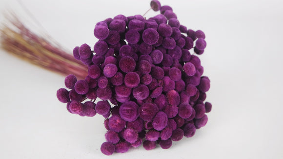 Botao - 1 botte - Prune