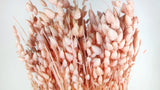 Briza maxima - 1 bouquet - Rose clair