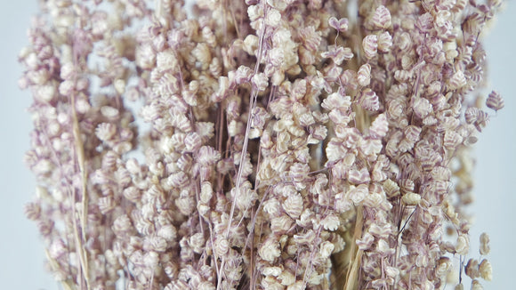 Briza salino - 1 botte - Couleur naturelle