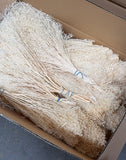 Retama seca Bloom - 2 kg - Marfil