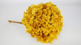 Konservierte Hortensie - 1 Kopf - Currygelb