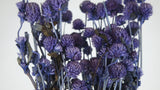 Gomphrena - 1 botte - Violet foncé