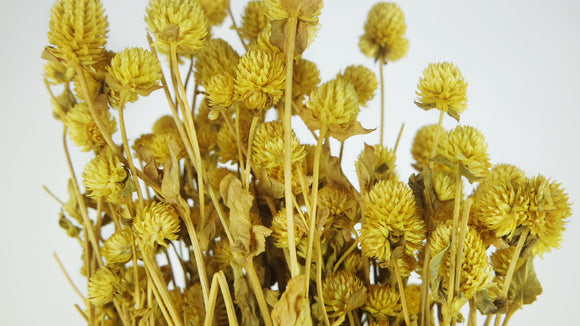 Gomphrena - 1 botte - Jaune