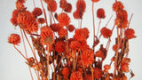 Gomphrena - 1 botte - Orange