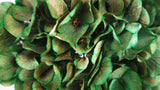 Hortensia séchée - 1 tête - Vert