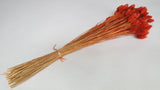 Phalaris séché - 1 botte - Terracotta