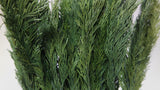 Thuja conservata - 1 mazzo - Verde