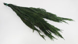Thuja conservata - 1 mazzo - Verde