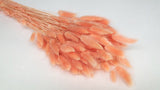 Bunny Tail Grass - 1 bunch - Peach nectar