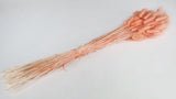 Bunny Tail Grass - 1 bunch - Peach nectar