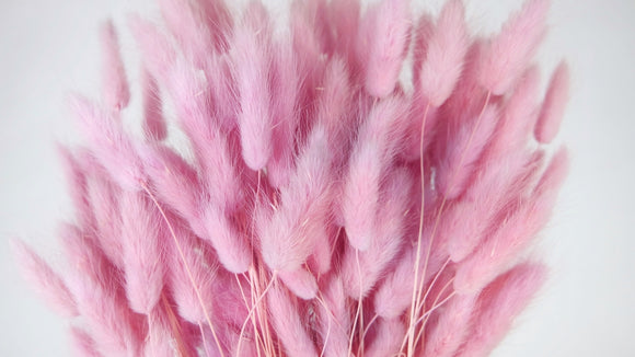 Lagurus essiccato - 1 mazzo - lilla