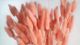 Bunny Tail Grass - 1 bunch - Peach nectar
