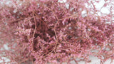 Limonium seco - 1 manojo XL - rosa vintage