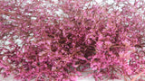 Limonium seco - 1 manojo XL - rosa vintage