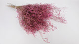 Limonium seco - 1 manojo XL - rosa vintage
