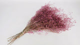 Limonium seco - 1 manojo XL - rosa vintage