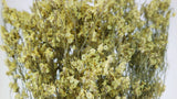 Limonium séché - 1 botte - Couleur naturelle jaune