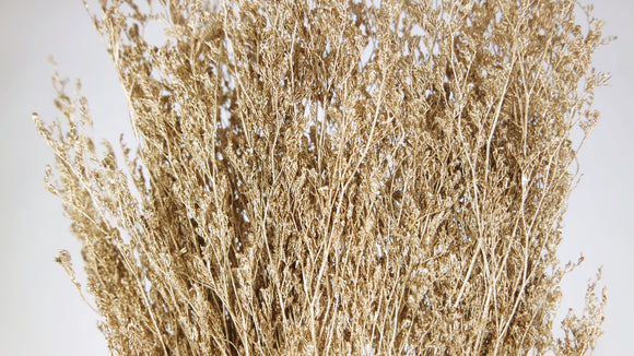 Limonium séché - 1 botte - Gold