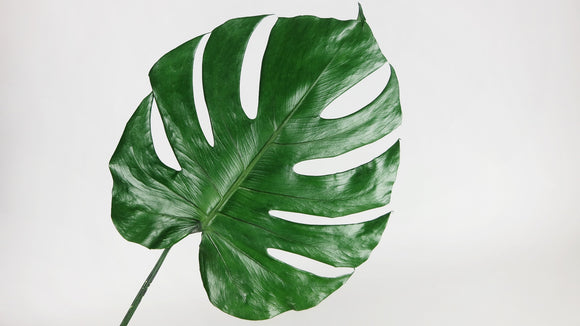 Monstera stabilisé - 3 grandes feuilles - Vert