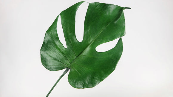 Monstera stabilisé - 3 petites feuilles - Vert