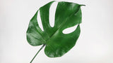 Monstera stabilisé - 3 petites feuilles - Vert