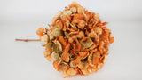 Hortensia séché - 1 tête - Orange