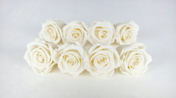 Rosas estabilizadas Kiara 5 cm - 8 piezas - Blanco perla