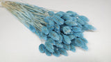 Phalaris séchés - 1 botte - Baby blue