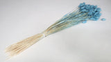 Phalaris séchés - 1 botte - Baby blue