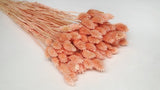Phalaris séchés - 1 botte - Peach nectar