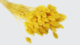 Phalaris séchés - 1 botte - Jaune