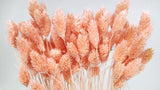 Phalaris séchés - 1 botte - Peach nectar