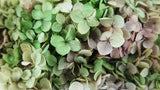 Hortensia preservada Anna - 1 manojo - Púrpura arcoiris
