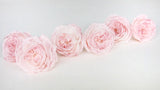 Englische Rosen konserviert Elena Earth Matters - 6 Köpfe - Chiffon pink 100