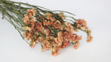 Dried statice - 1 bunch  - Natural colour Salmon