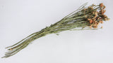 Dried statice - 1 bunch  - Natural colour Salmon