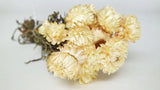 Dried strawflowers Granvia - 1 bunch - Natural colour cream