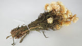 Dried strawflowers Granvia - 1 bunch - Natural colour cream
