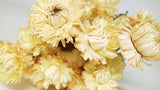 Dried strawflowers Granvia - 1 bunch - Natural colour cream