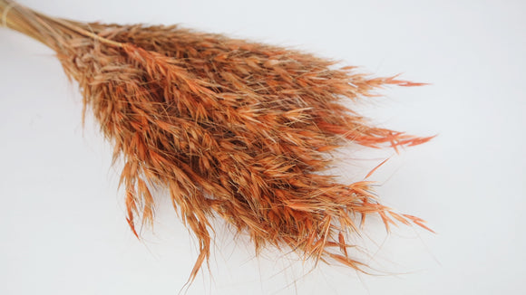 Avoine sauvage séchée - 1 botte - Terracotta