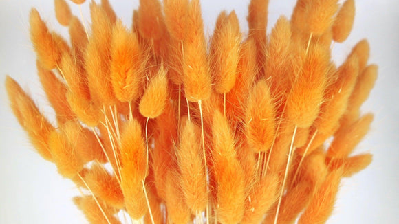 Lagurus getrocknet - 1 Bund - Mango - Si-nature