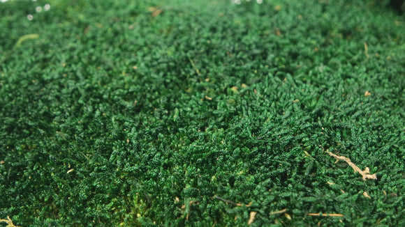 Flat moss preserved - 500 g - Darkgreen