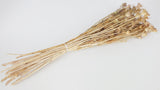 Nigella orientalis - 1 Bund - Naturfarbe