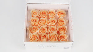 Stabilisierte Rosen 1 cm - 16 Stück - Pfirsich - Si-nature